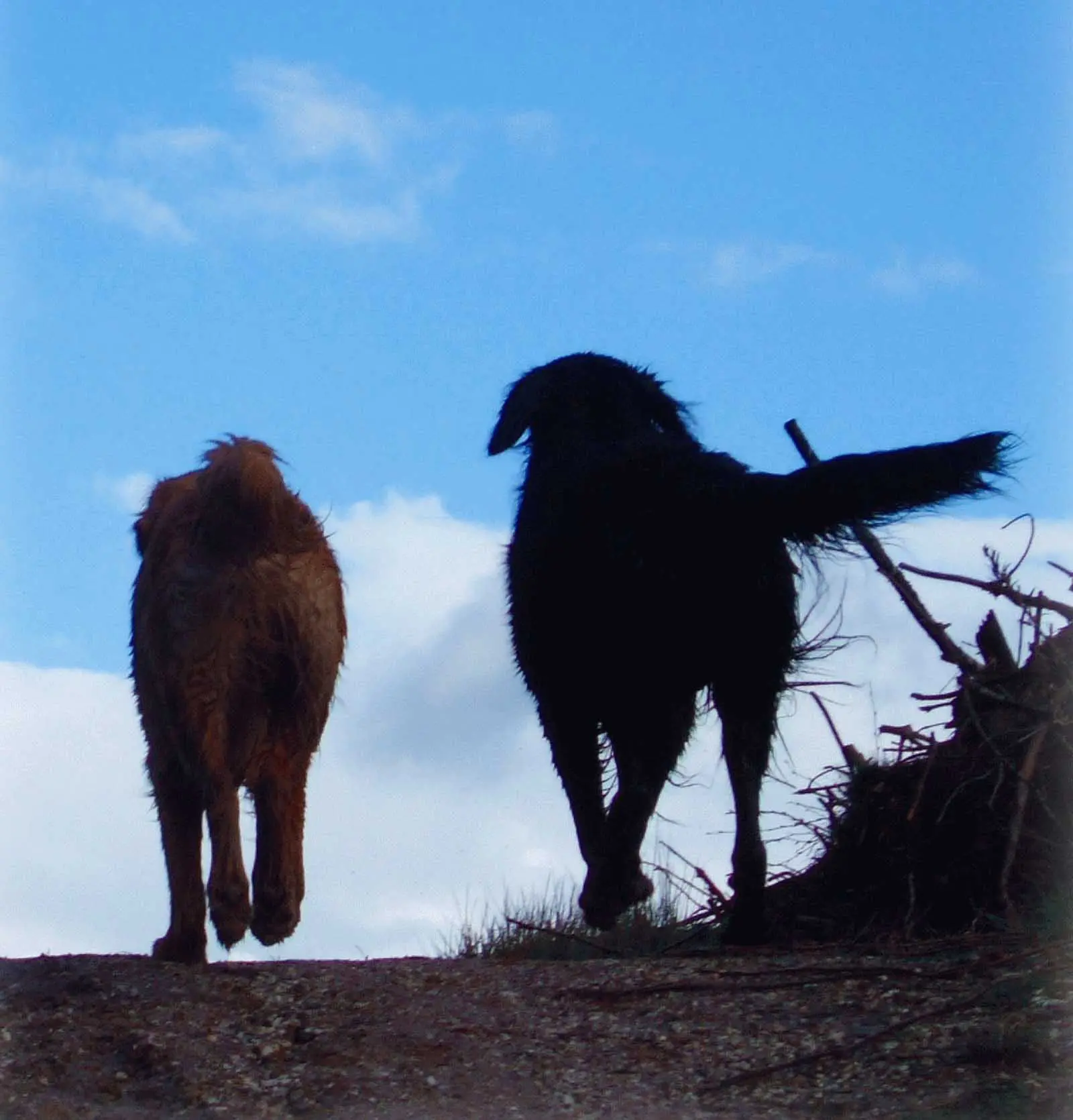 Blaf & Blij - Openingstijden